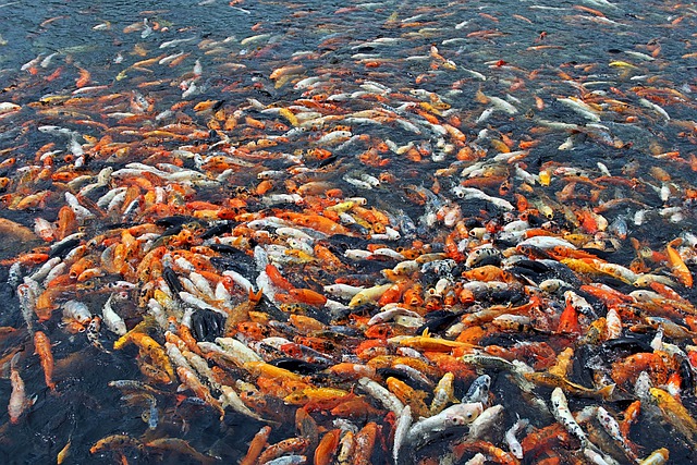 Fishes Feeding